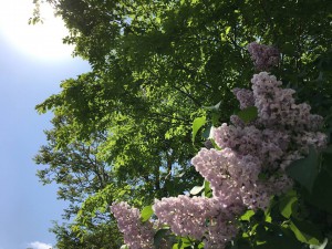 13265891_1628683684118257_3172788506604200849_n