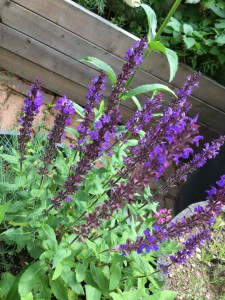 13438931_1646575638995728_4583433335734406646_n