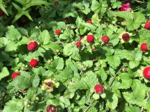 13567063_1646575708995721_1173804130885336650_n