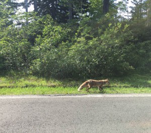 13615399_1649864042000221_7600883422780496430_n