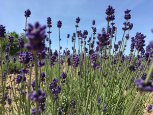 13627214_1649404735379485_2118087030806673755_n