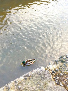 15036516_1727008807619077_195727755251631999_n